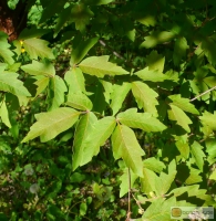 Acer griseum -- Zimt-Ahorn